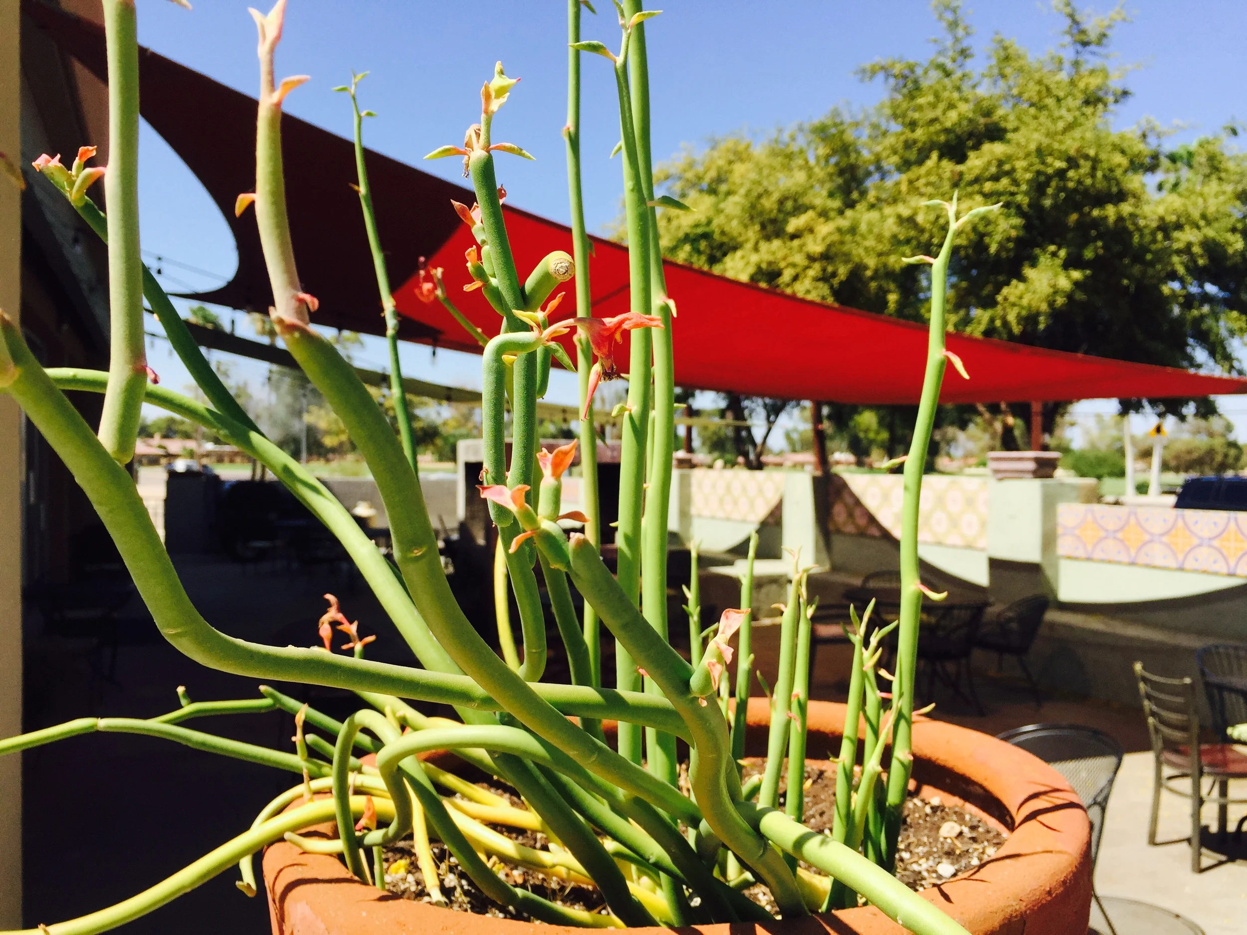 About Hillside — Hillside Cafe